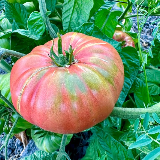 Mennonite Heirloom Tomatoes - 1 lb