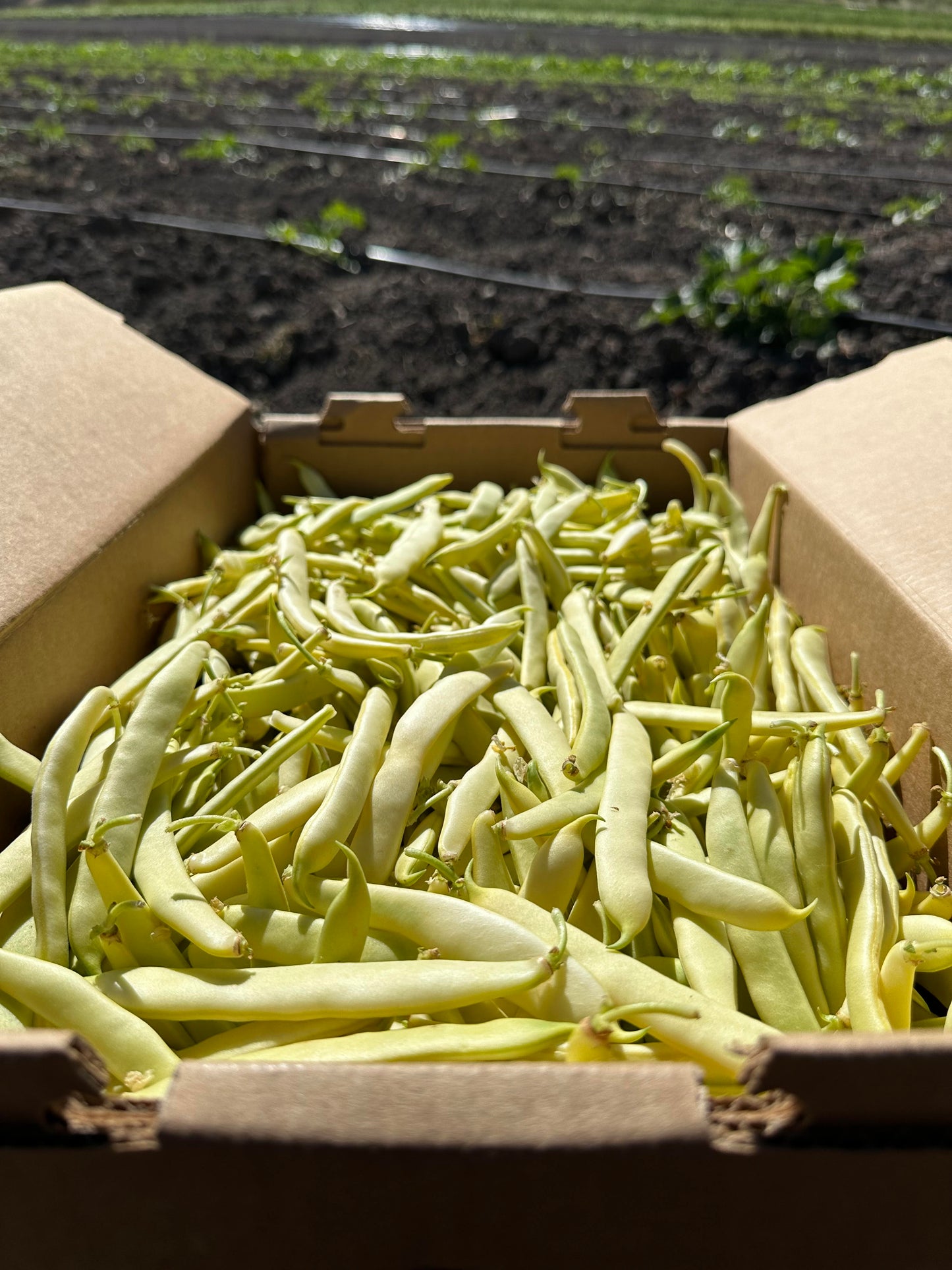 Capitano Romano Beans - 8 oz