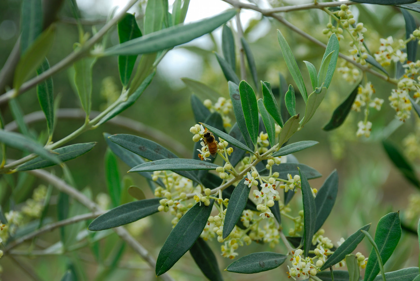 Extra Virgin Olive Oil - 250 ml