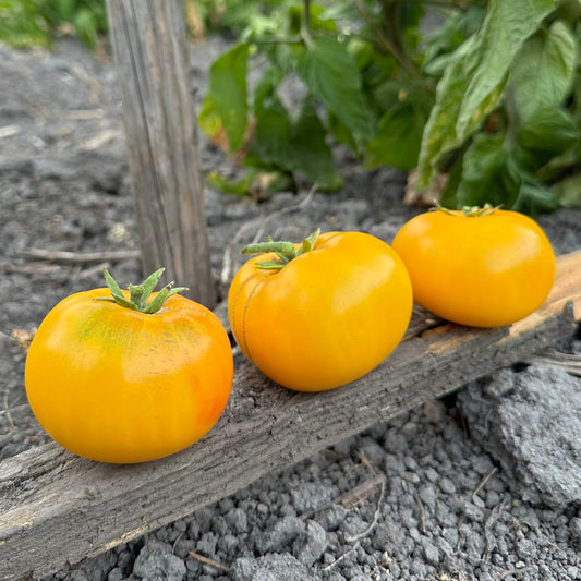 Azoychka Heirloom Tomatoes - 1 lb