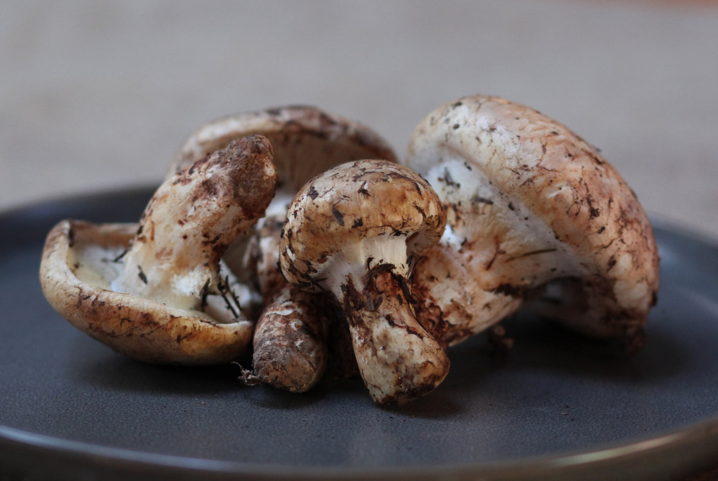 Matsutake #2 - .5 lbs