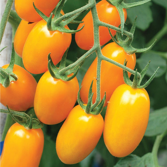 Nova Grape Tomatoes - 1 pint