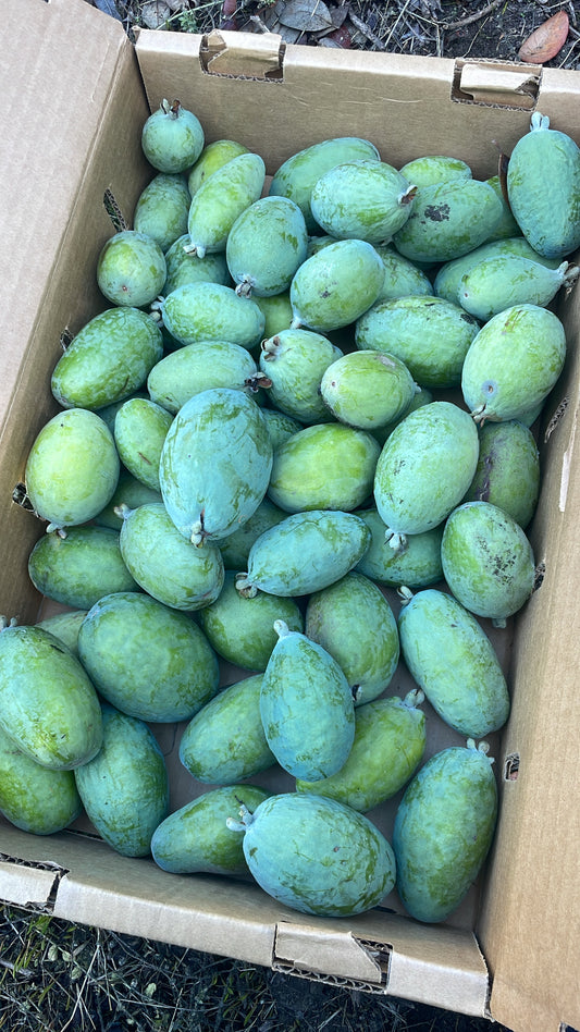 Dry-Farmed Pineapple Guavas - 1 lb