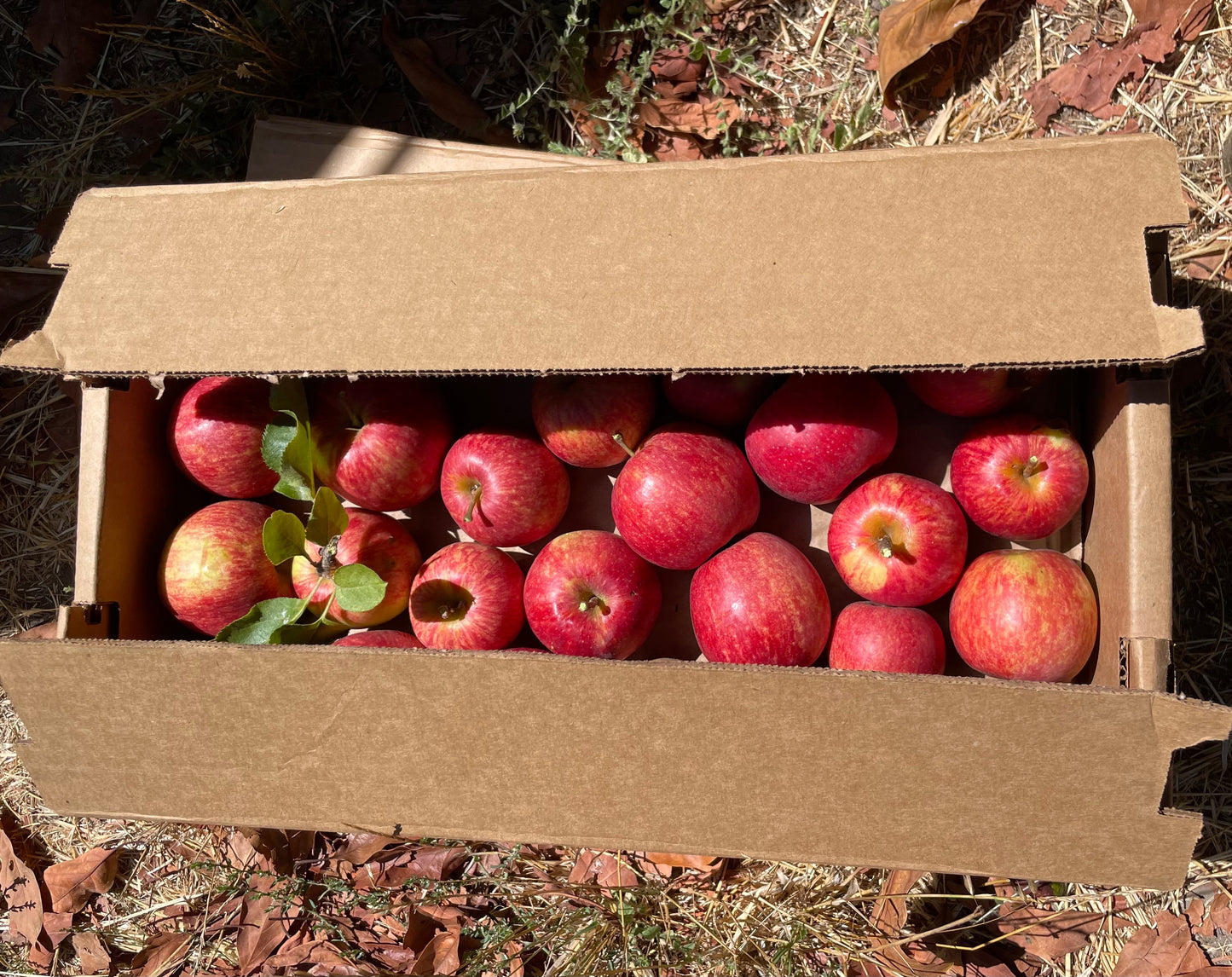 Dry-Farmed Jonagold Apples - 3 ct