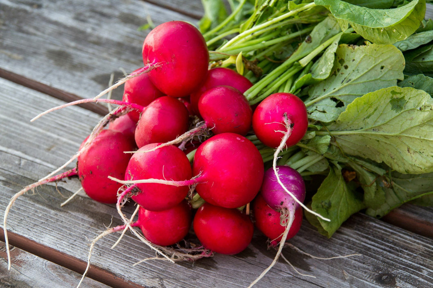 Bunched Red Radishes - 1 bu