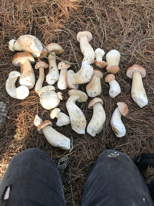 Porcini (Boletus edulis)